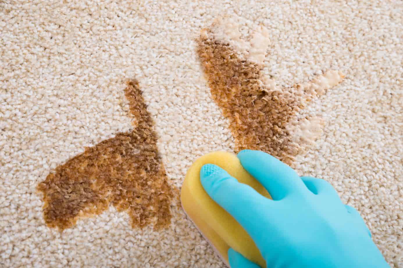 person wearing gloves blotting out carpet stains