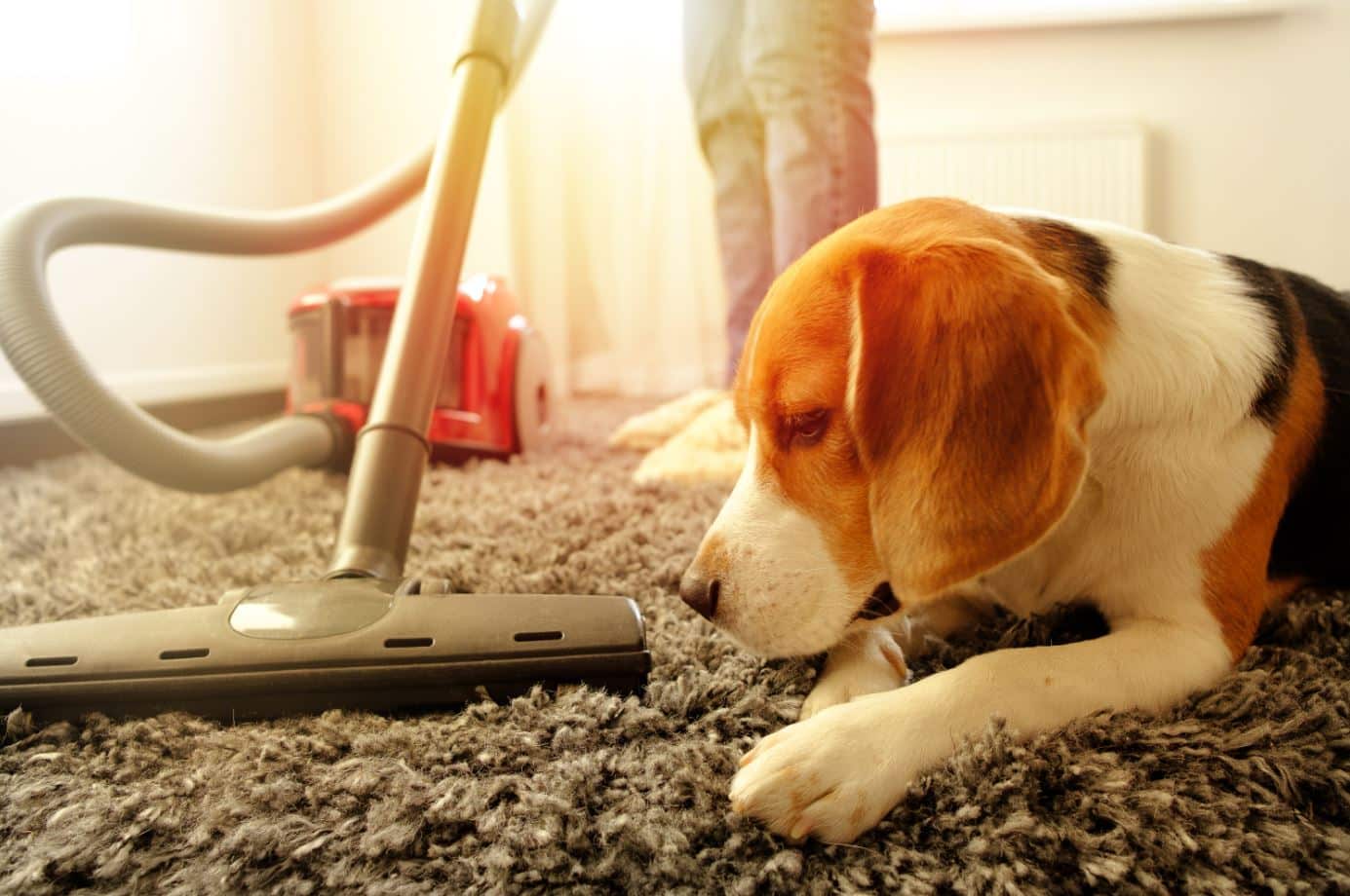beagle dog sitting on a grey carpet next to a red vacuum cleaner
